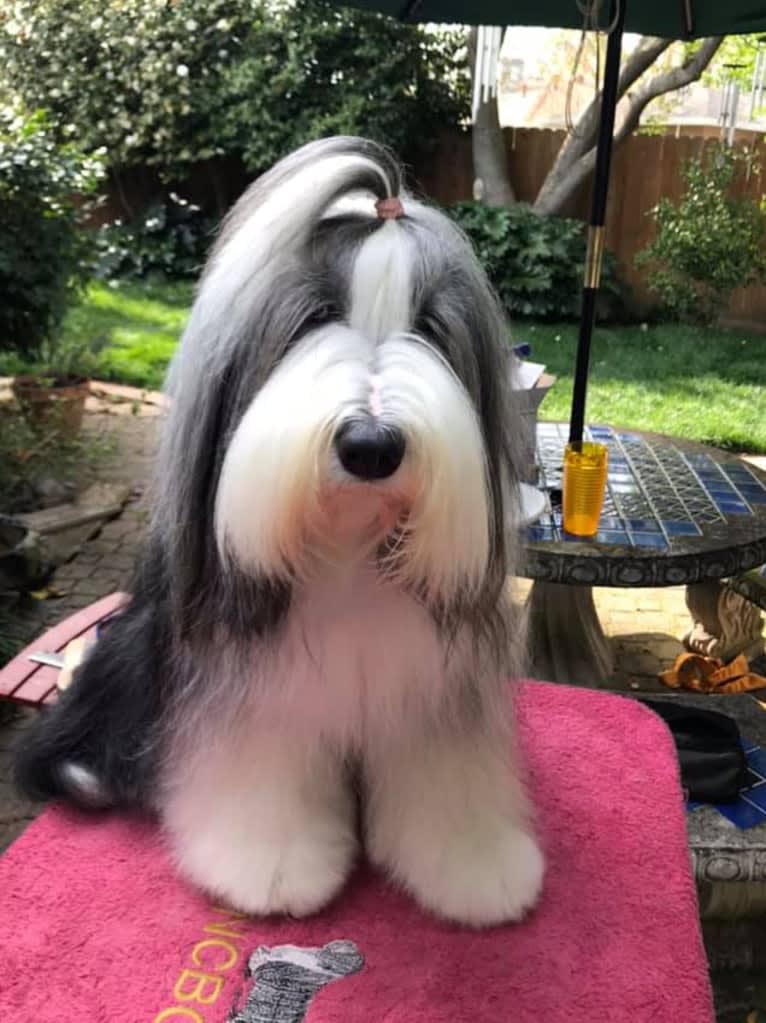 Mae (Pentangle Skirts In The Dirt), a Bearded Collie tested with EmbarkVet.com