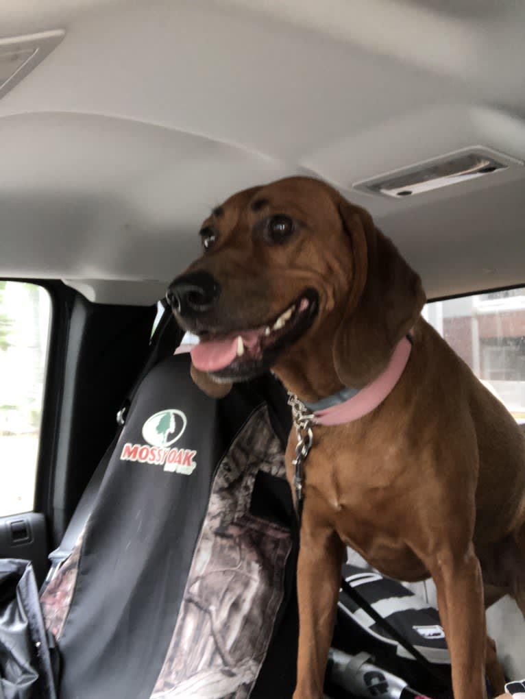 Dixie, a Redbone Coonhound tested with EmbarkVet.com