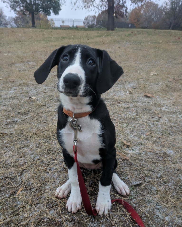 Piper, a Treeing Walker Coonhound and Border Collie mix tested with EmbarkVet.com