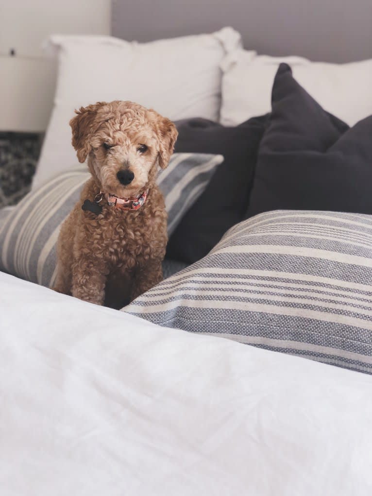 Penny, a Maltipoo tested with EmbarkVet.com