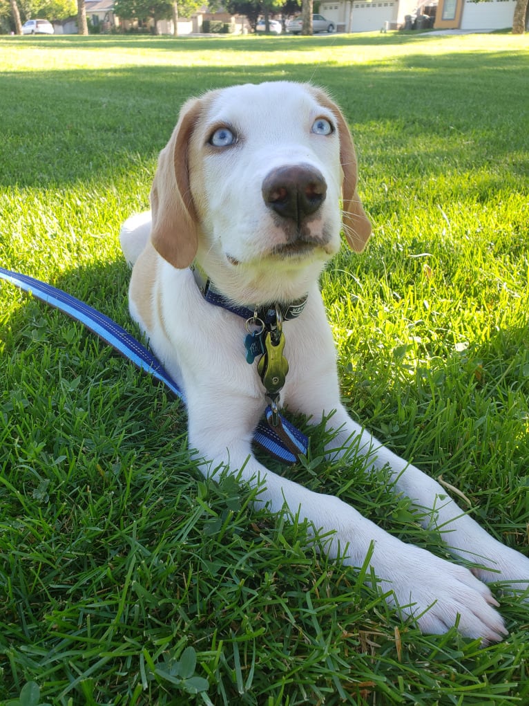 Arlo, an American Foxhound and German Shepherd Dog mix tested with EmbarkVet.com