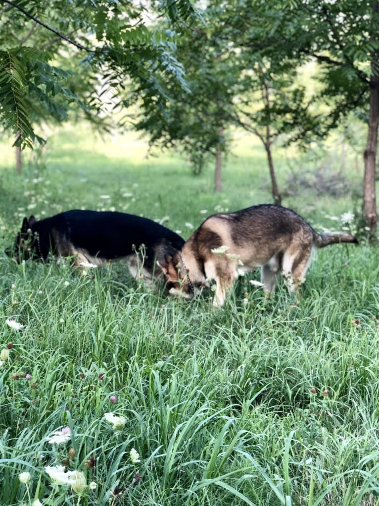 Mattis, a German Shepherd Dog and Alaskan Malamute mix tested with EmbarkVet.com