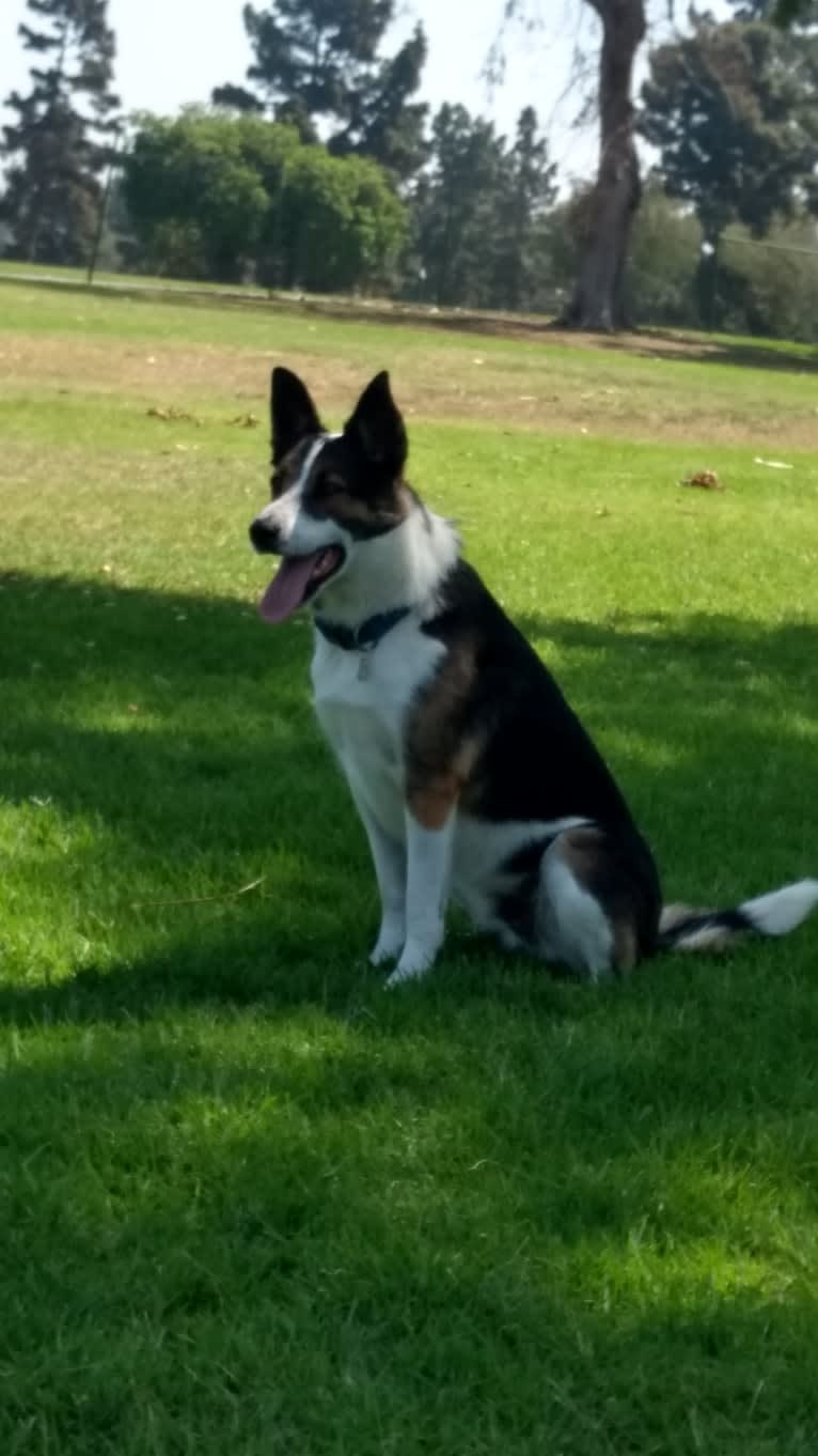 Clark, a Border Collie and Australian Cattle Dog mix tested with EmbarkVet.com