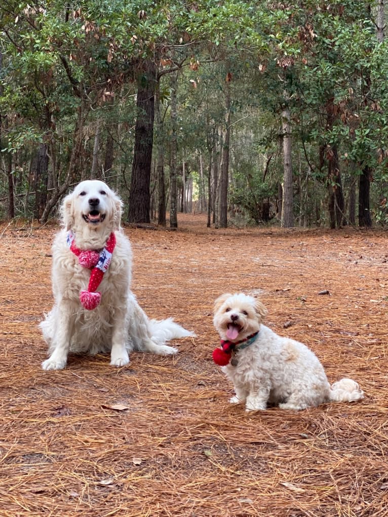 Marlin, a Havanese tested with EmbarkVet.com