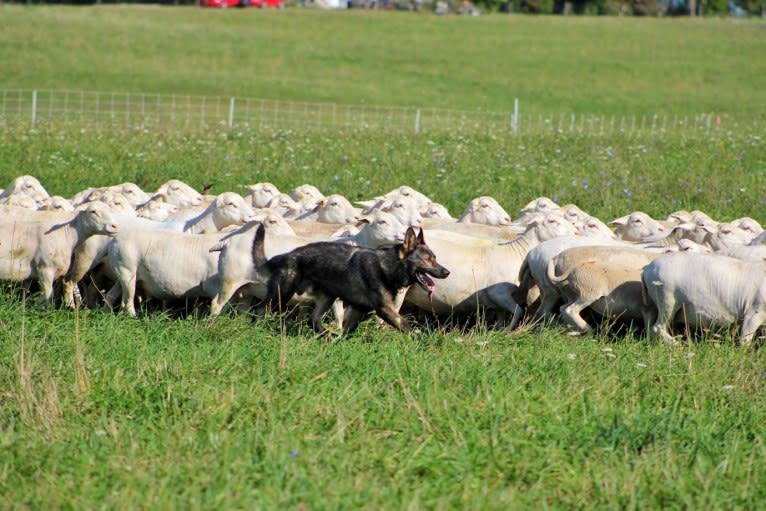 Scorpio, a German Shepherd Dog tested with EmbarkVet.com