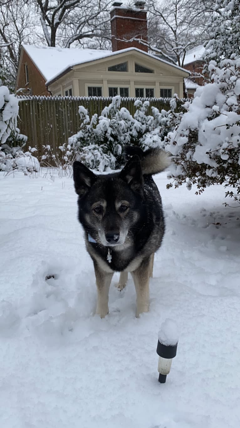 Dora, a Norwegian Elkhound tested with EmbarkVet.com