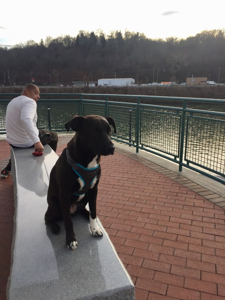 Abby, a Labrador Retriever and American Pit Bull Terrier mix tested with EmbarkVet.com