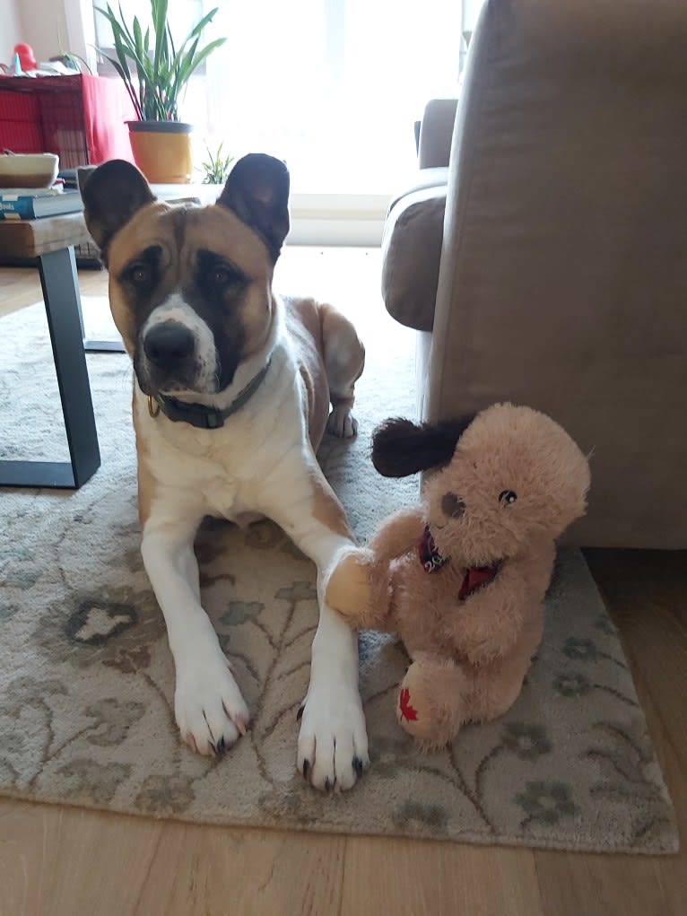 Winston Park, an Akita and American Pit Bull Terrier mix tested with EmbarkVet.com