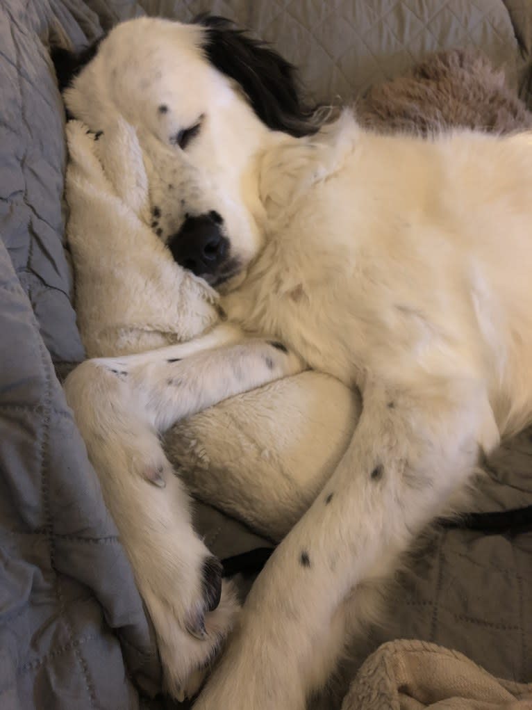 Hawkeye Ellerbach, a Great Pyrenees and Australian Cattle Dog mix tested with EmbarkVet.com