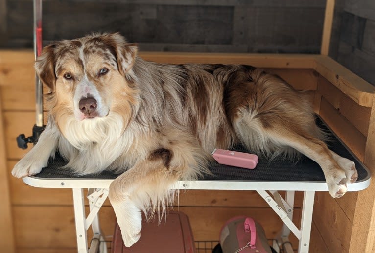 Neville, an Australian Shepherd tested with EmbarkVet.com