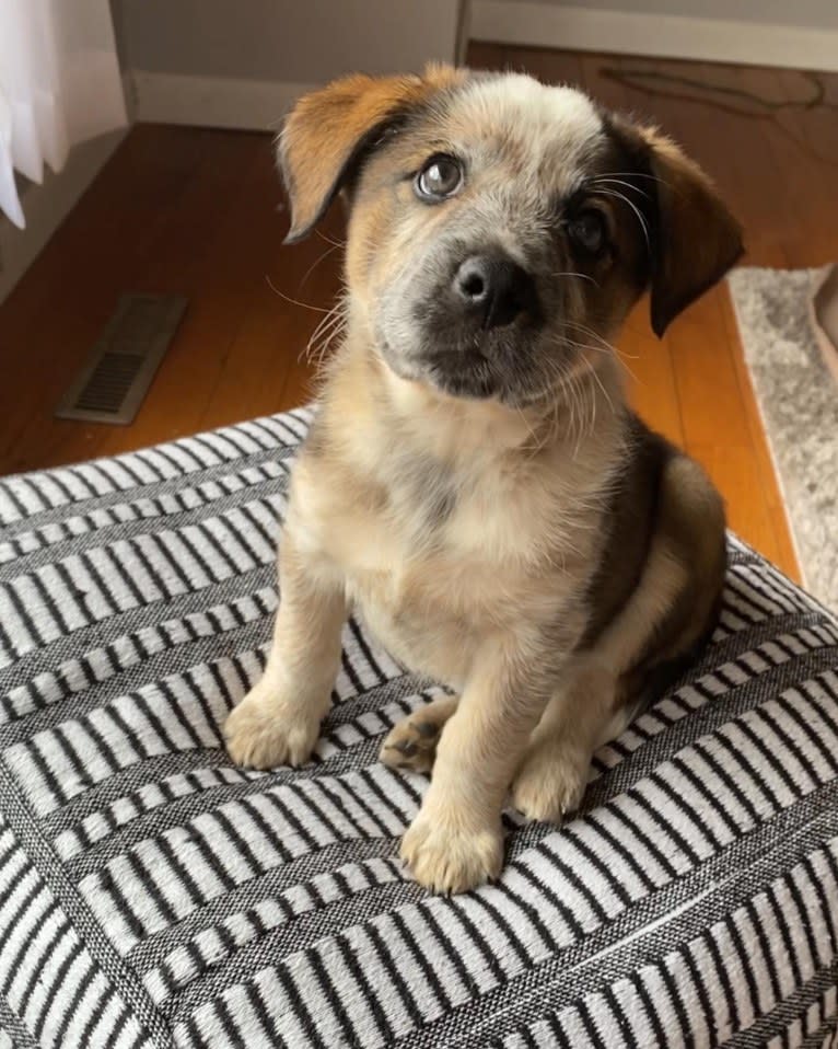 Nash, an Australian Shepherd and Labrador Retriever mix tested with EmbarkVet.com