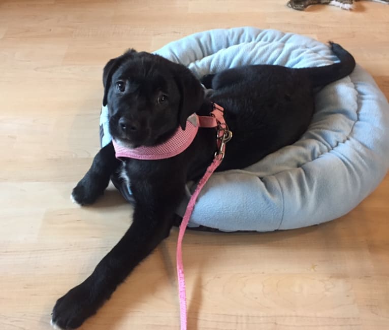 Stout, a Labrador Retriever and American Pit Bull Terrier mix tested with EmbarkVet.com