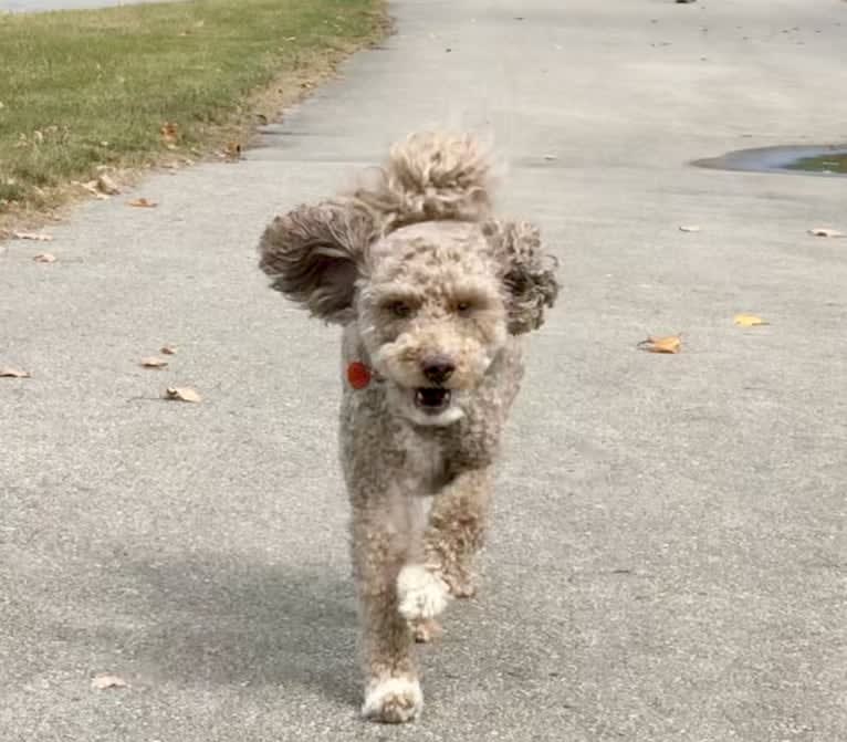 Seven, an Aussiedoodle tested with EmbarkVet.com