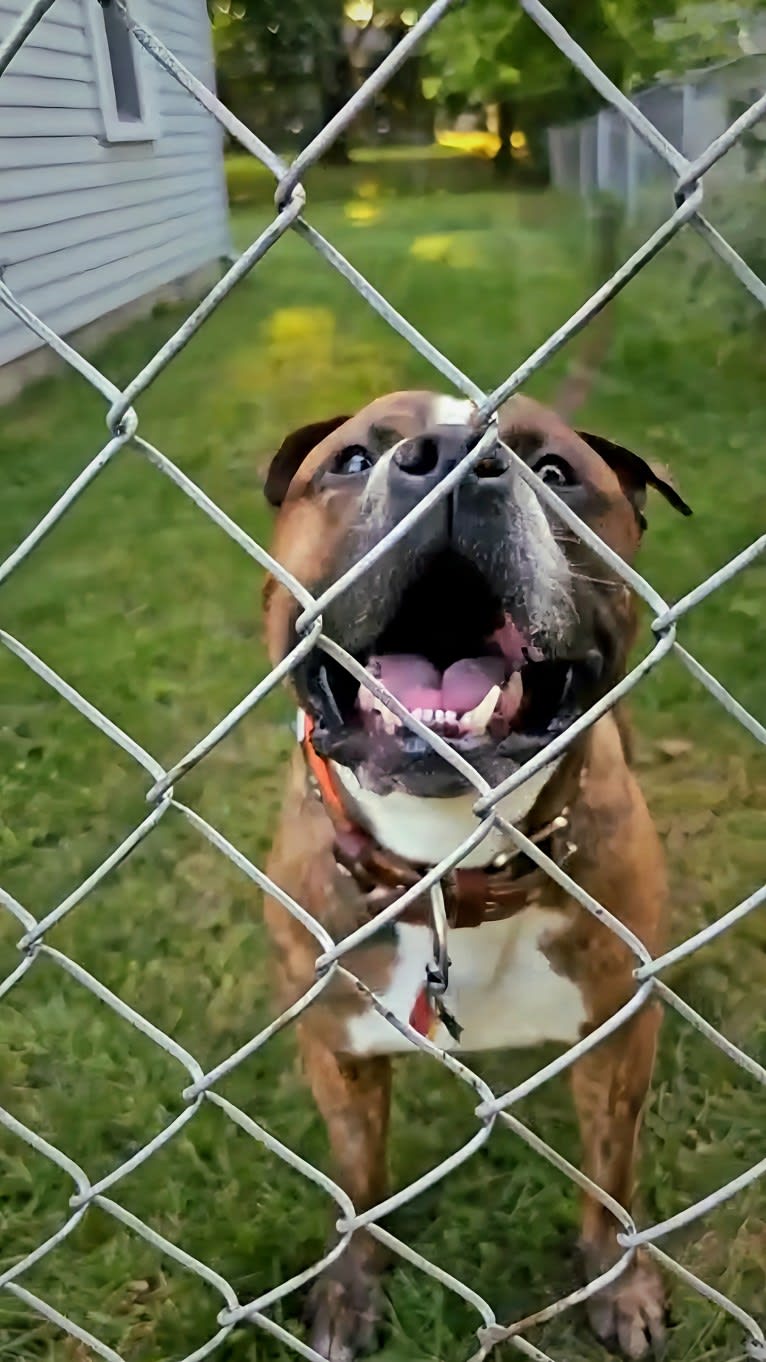 Loki, an American Pit Bull Terrier (4.7% unresolved) tested with EmbarkVet.com