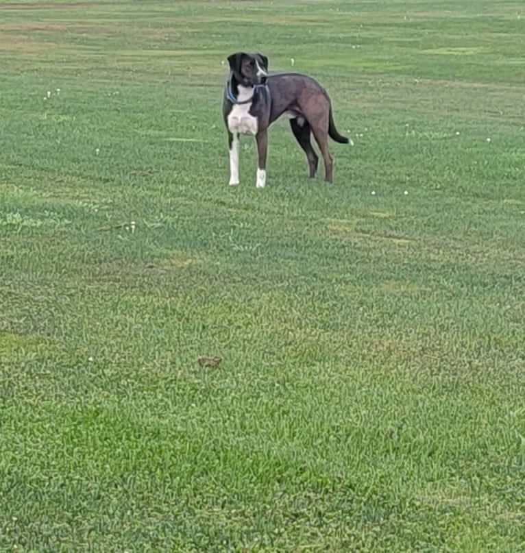 Boomer, an American Pit Bull Terrier and Labrador Retriever mix tested with EmbarkVet.com