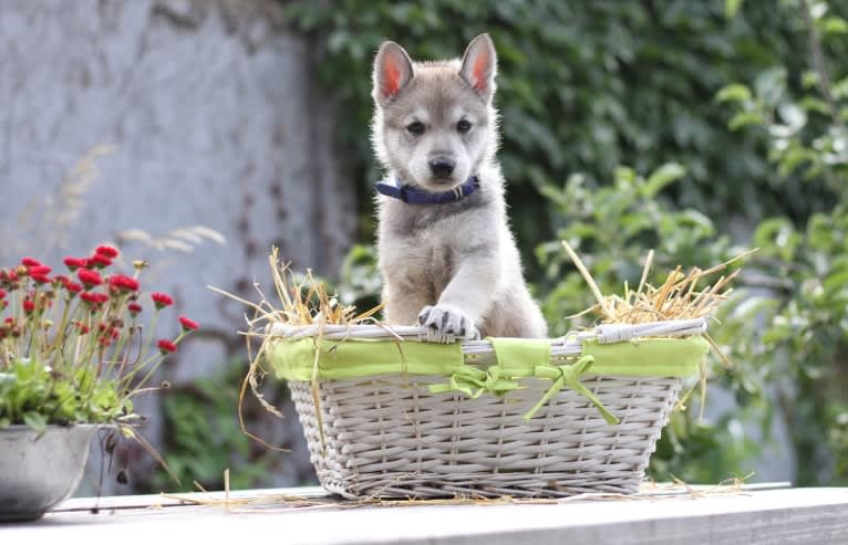 Indi, a Saarloos Wolfdog tested with EmbarkVet.com