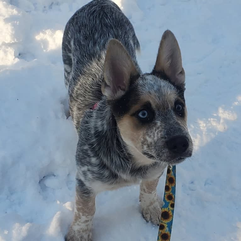 Flora, an Australian Cattle Dog and Siberian Husky mix tested with EmbarkVet.com