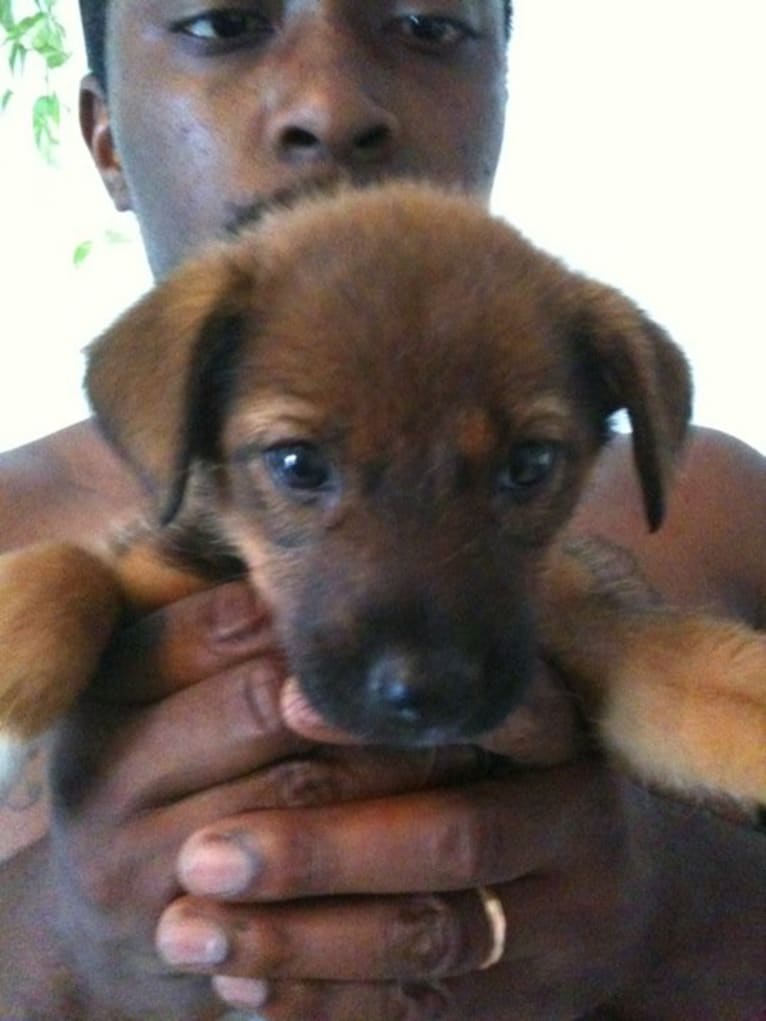 Lady, an European Village Dog and Alaskan Malamute mix tested with EmbarkVet.com