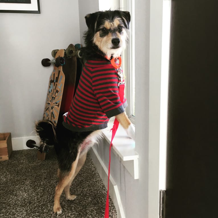 Photo of Nash, a Shih Tzu, Miniature Schnauzer, German Shepherd Dog, Poodle (Small), and Chinese Shar-Pei mix in Austin, Texas, USA