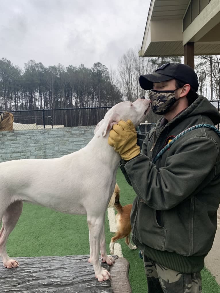 Tiptoe, an American Pit Bull Terrier and Great Pyrenees mix tested with EmbarkVet.com