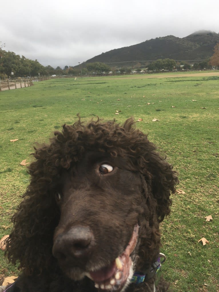 Rosie, an Irish Water Spaniel tested with EmbarkVet.com