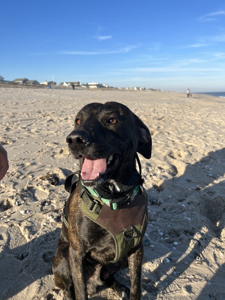 Maverick, a Mountain Cur tested with EmbarkVet.com