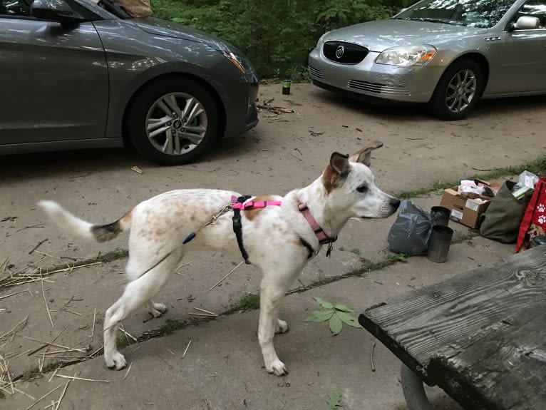 Millie, an Australian Cattle Dog and Great Pyrenees mix tested with EmbarkVet.com