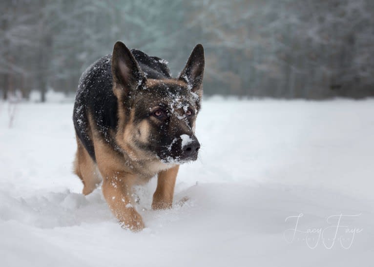 Arya, a German Shepherd Dog tested with EmbarkVet.com