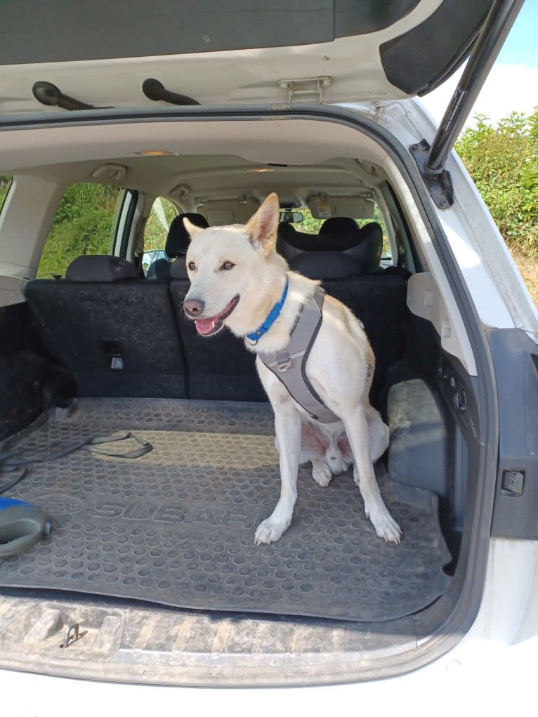 Sai, a Canaan Dog tested with EmbarkVet.com