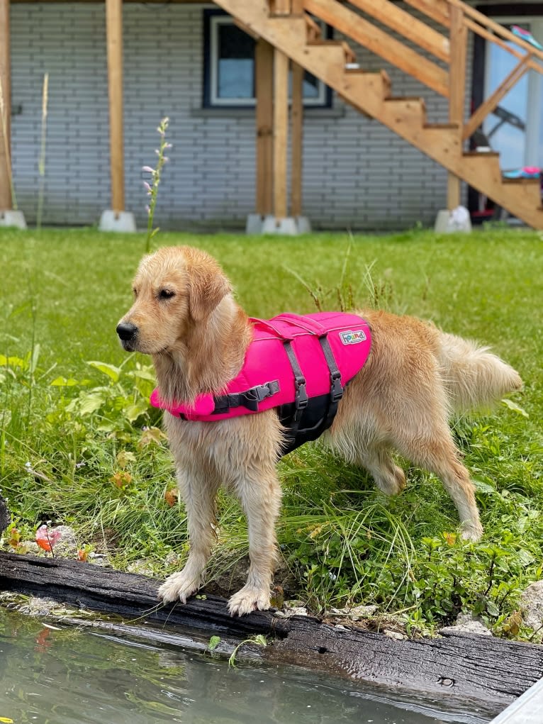 Alita, a Golden Retriever tested with EmbarkVet.com