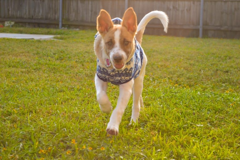 Loki, a Border Collie and Australian Cattle Dog mix tested with EmbarkVet.com