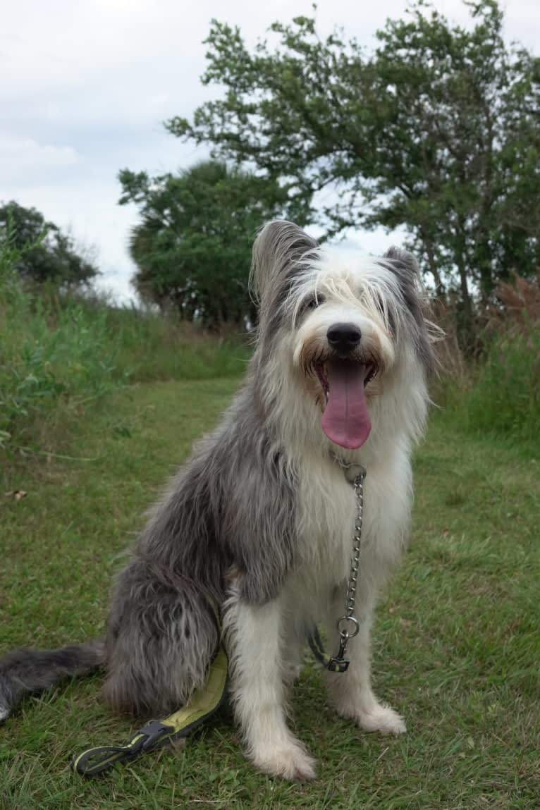 Poppy, an Old English Sheepdog and Siberian Husky mix tested with EmbarkVet.com