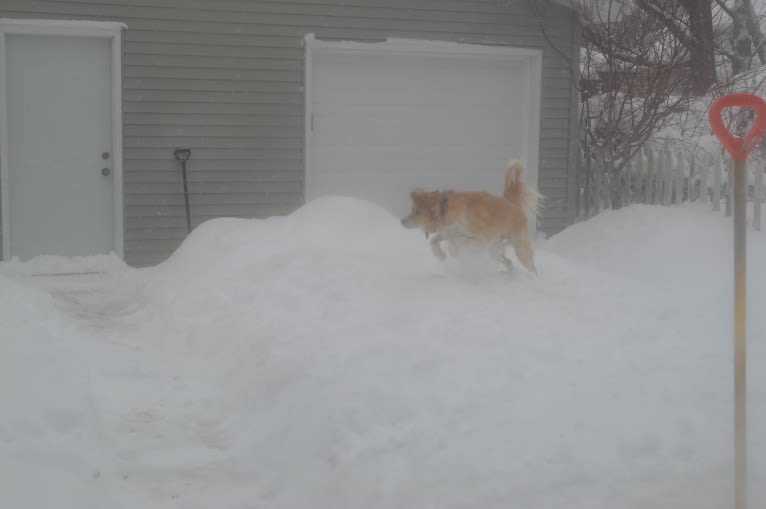 casper, a Great Pyrenees and Labrador Retriever mix tested with EmbarkVet.com