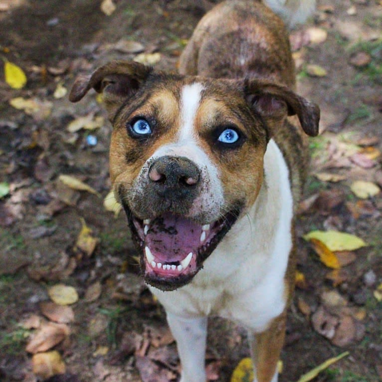 Thor, a Boston Terrier and Siberian Husky mix tested with EmbarkVet.com