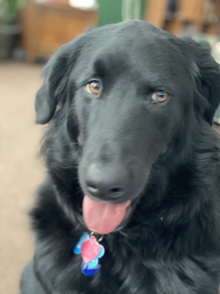 Care Bear Ross, a Labrador Retriever and Australian Cattle Dog mix tested with EmbarkVet.com