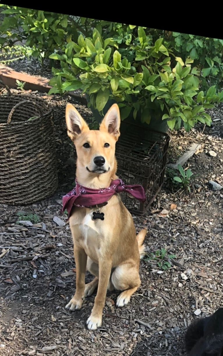 Remy Roo, a German Shepherd Dog and Australian Cattle Dog mix tested with EmbarkVet.com