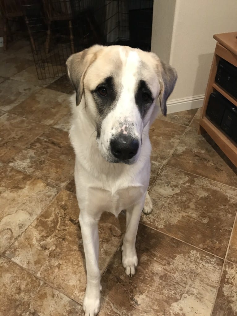 Rocket, an Anatolian Shepherd Dog tested with EmbarkVet.com