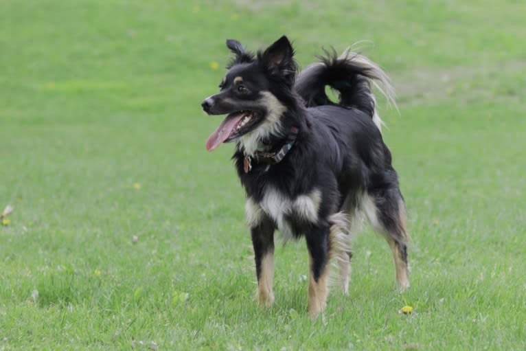 Cooper, an English Shepherd and Pomeranian mix tested with EmbarkVet.com