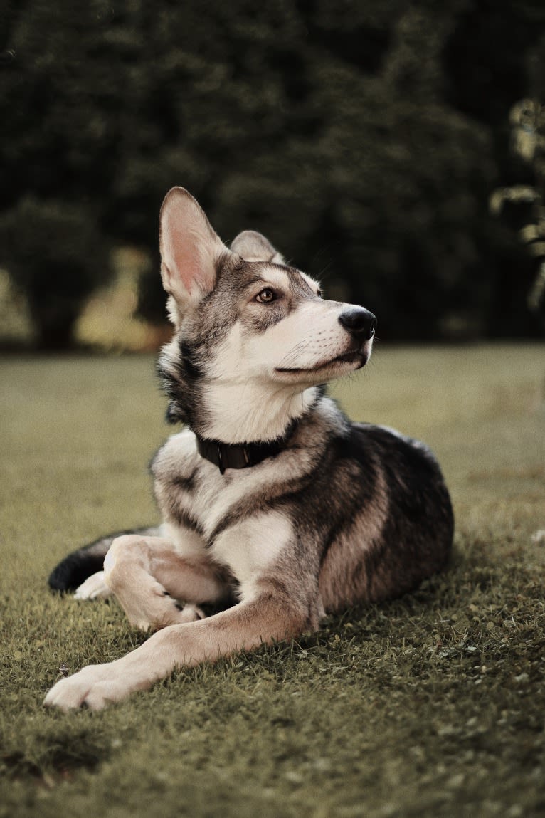 Oberon Wakanda Tachunga, a Saarloos Wolfdog tested with EmbarkVet.com