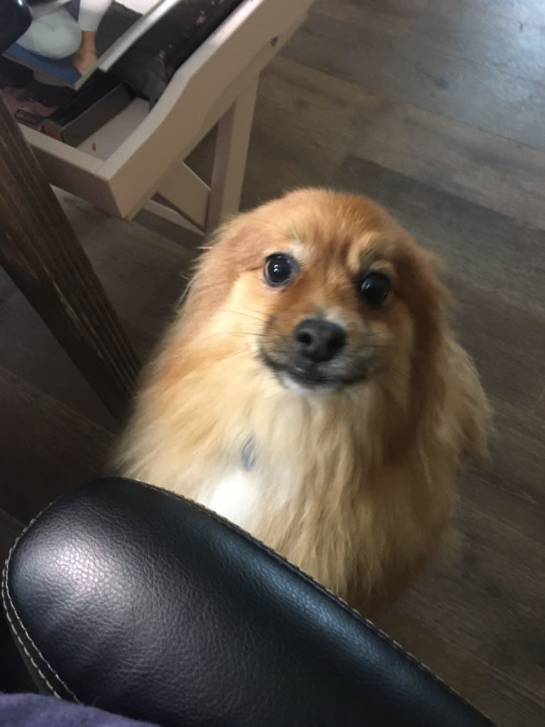 Bear, a Pomeranian tested with EmbarkVet.com