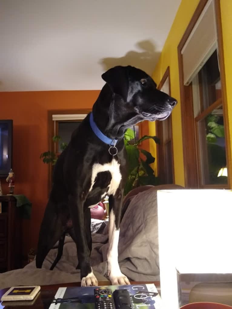 Moose, a Labrador Retriever and Treeing Walker Coonhound mix tested with EmbarkVet.com