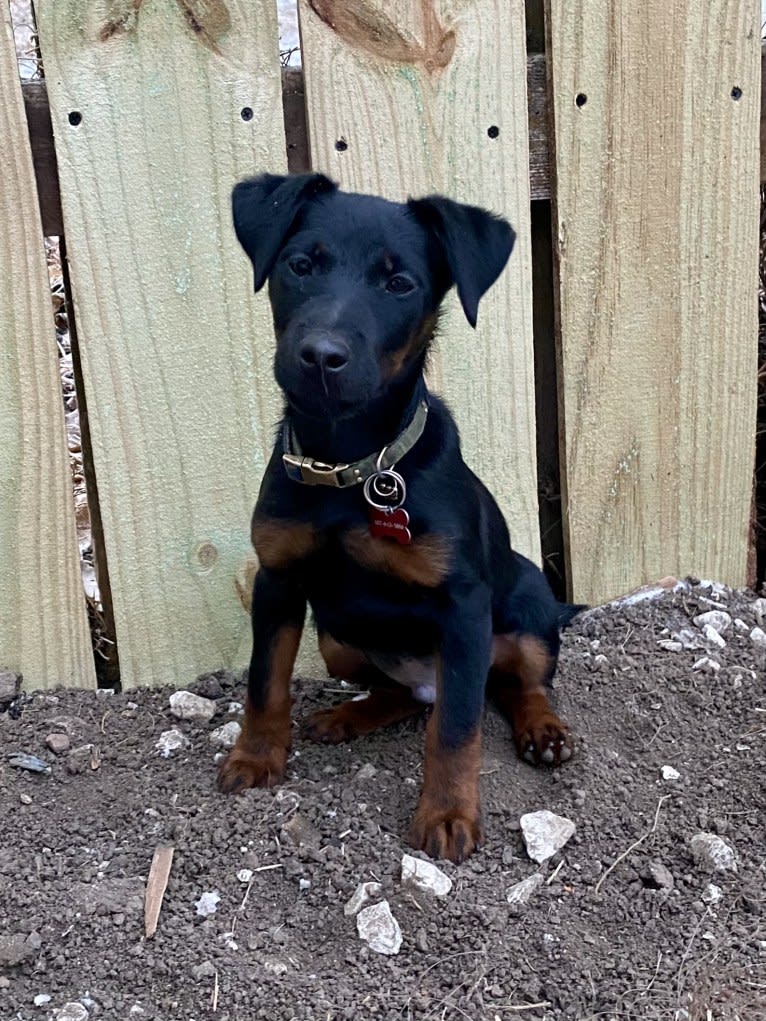 Jude, a Jagdterrier tested with EmbarkVet.com