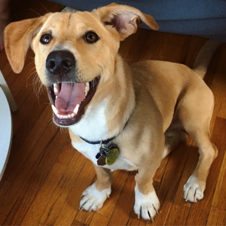 Emilio, a Dachshund and Rat Terrier mix tested with EmbarkVet.com