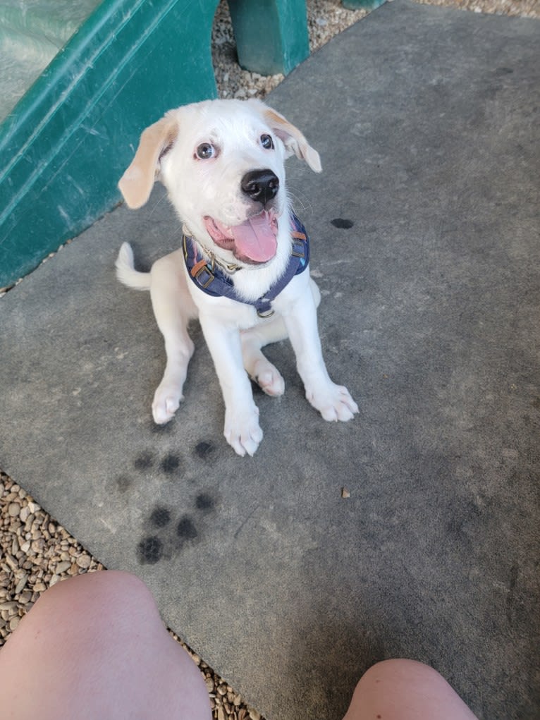 Wesley, a Boxer and German Shepherd Dog mix tested with EmbarkVet.com