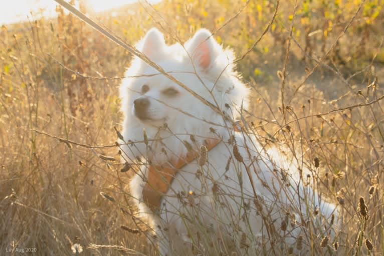 Dong gua, an American Eskimo Dog and Pomeranian mix tested with EmbarkVet.com