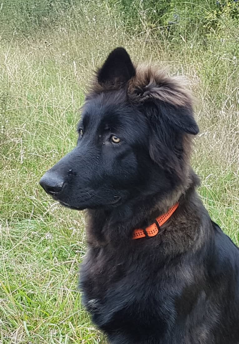 Jaromir, a German Shepherd Dog tested with EmbarkVet.com