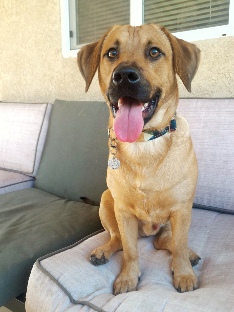 Cody, a Basset Hound and Australian Cattle Dog mix tested with EmbarkVet.com