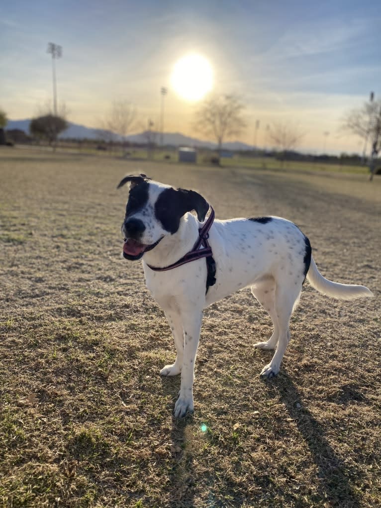 Millie, an American Pit Bull Terrier and Labrador Retriever mix tested with EmbarkVet.com