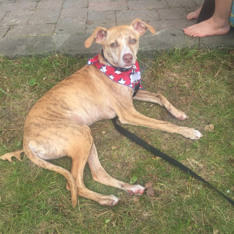 Dodger, a Mountain Cur tested with EmbarkVet.com