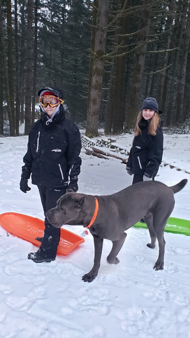 Clay, a Cane Corso and Boerboel mix tested with EmbarkVet.com